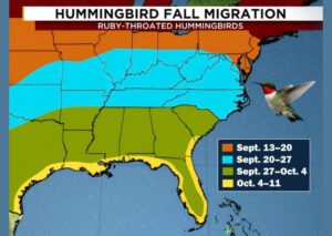 Fall Ruby Throated Hummingbird Migration Sweeps South Through the Southeast Over the Next Two Weeks Before Reaching Florida and the Gulf Coast