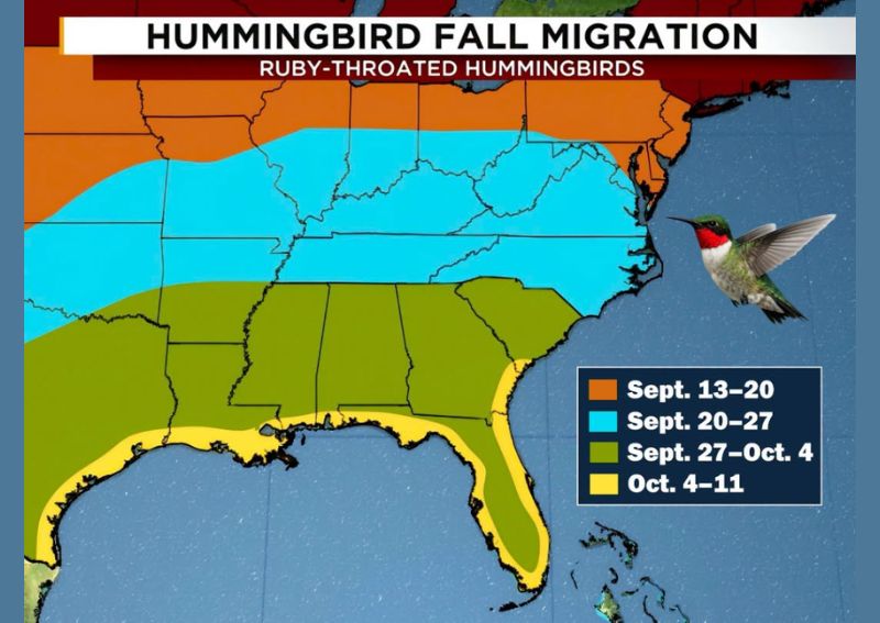 Fall Ruby Throated Hummingbird Migration Sweeps South Through the Southeast Over the Next Two Weeks Before Reaching Florida and the Gulf Coast