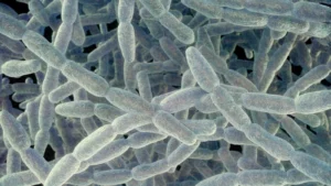 New York City Health Officials Investigate South Bronx Legionnaires’ Cluster After One Death and Five Confirmed Cases in Melrose and Morrisania