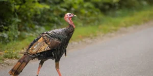 Michigan Hunters Get Fall Season Opening for Turkeys, Grouse, Rabbits and Squirrels Under New Reporting Rules and License Limits