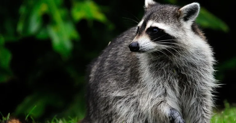 Suffolk County Warns Residents After Rabid Raccoons Found in Bay Shore and Babylon, Bringing 2025 Terrestrial Total to 44