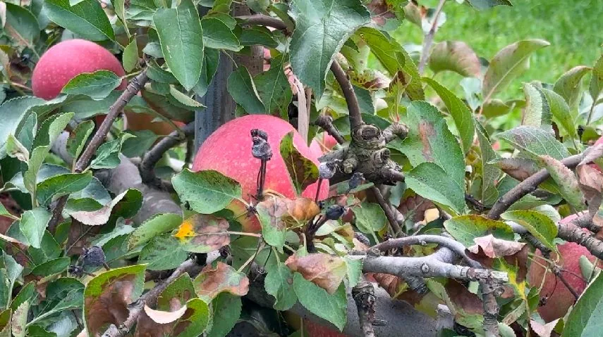 Families pick apples and visit seasonal attractions at a Western New York farm
