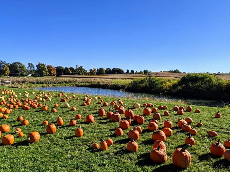 Eight Michigan Farms Offer Pumpkins, Corn Mazes, Hayrides and Fall Snacks for Family Outings Across the State This October